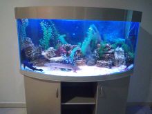 Дуговой аквариум с цихлидами 300л. Оформлен в 2010г