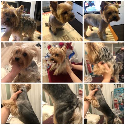 Квалифицированный мастер по грумингу предлагает свои услуги по уходу за вашим любимым питомцем