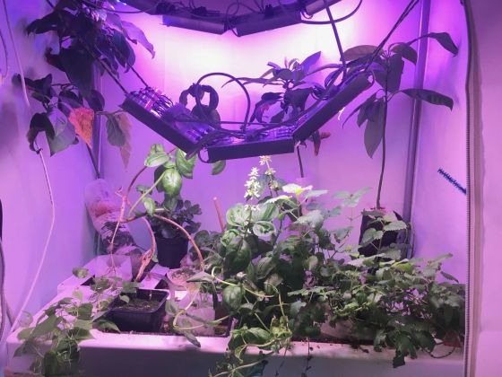 Установка по автоматизированному выращиванию съедобных растений в домашних условиях