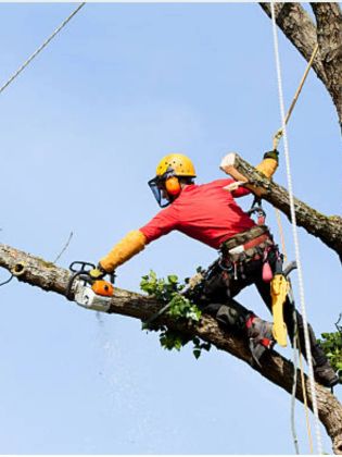 Спил дерева по частям