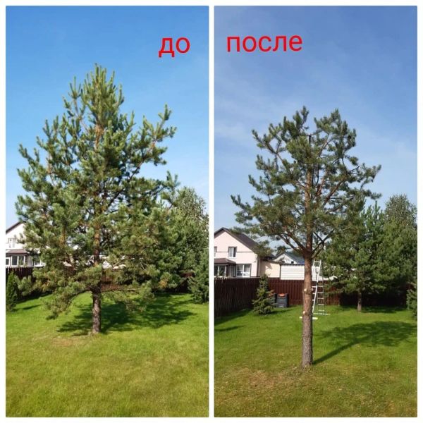 обрезка сосны