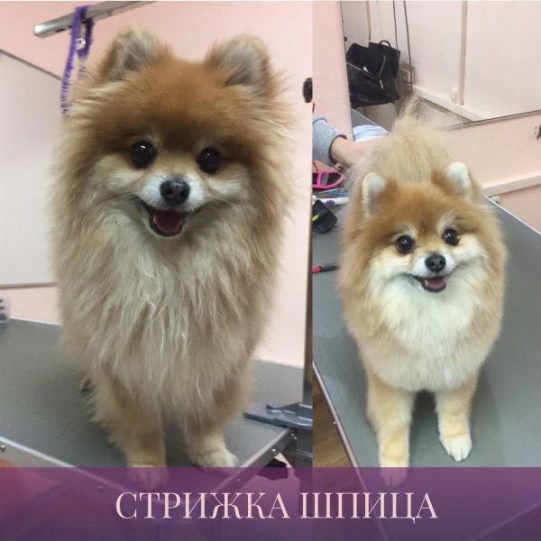 Купить щенка в Москве 🐶 — недорогая продажа породистых собак