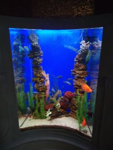 Дуговой аквариум с цихлидами 300л.Оформлен в 2004г. 