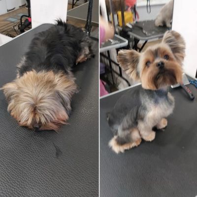 Груминг йорка