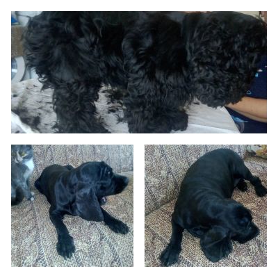 стрижка спаниеля 