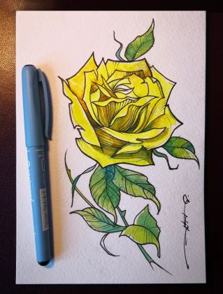 Yellow Rose Sketch