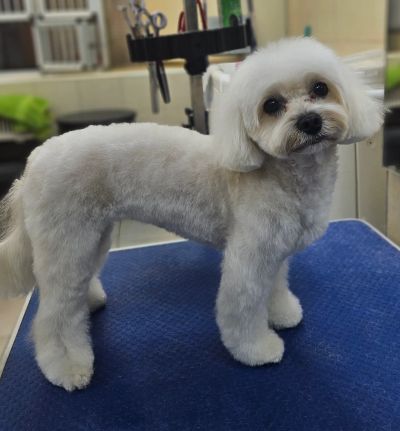 Комплекс для мальтипу от  2700