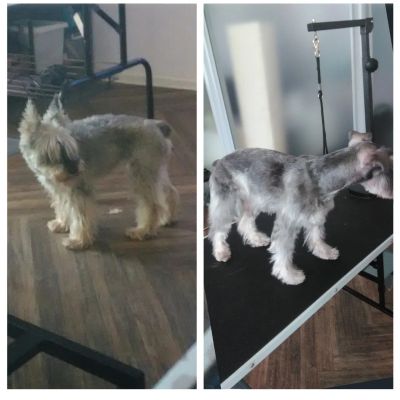 тримминг цверг-шнауцера в салоне