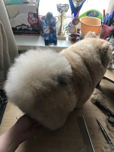 Груминг шпиц Василиса 