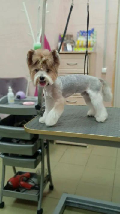 Стрижка бивер йорка