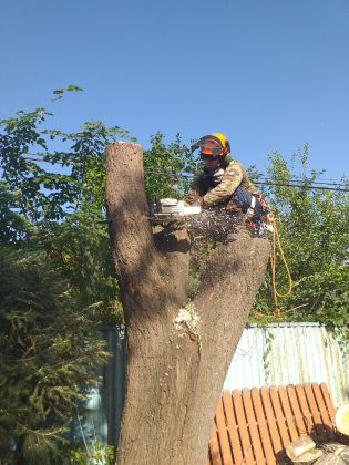 Финальный этап спила дерева (ива). После спускаюсь вниз и Валю дерево с земли