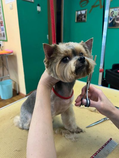 Груминг йорка.
