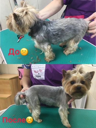 Груминг Йорка