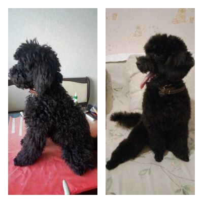 зимняя стрижка пуделя