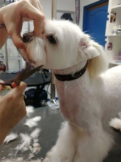 Мальтезе комплекс