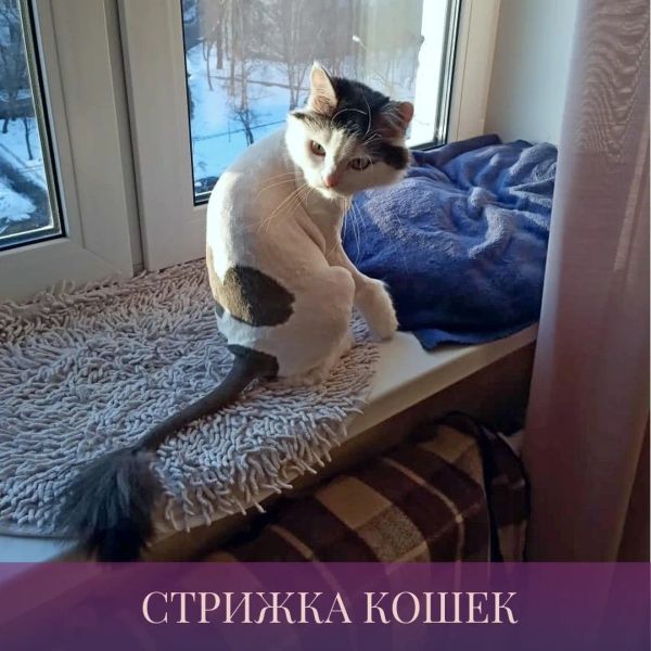 Стоимость услуг стрижки кошек - цена в Москве, 2024 год, сколько стоят  услуги стрижки кошек в прайс листах на Профи