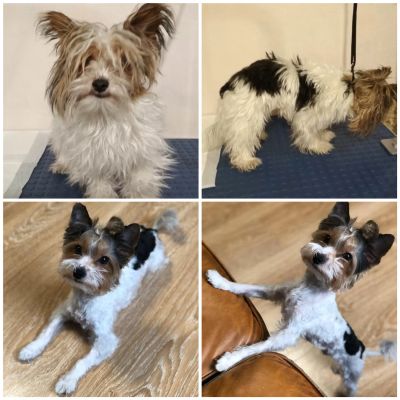 Груминг бивер йорка