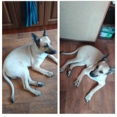 стрижка метиса (мой пес)