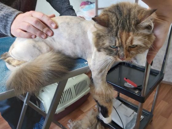 стрижка сибирская кошка