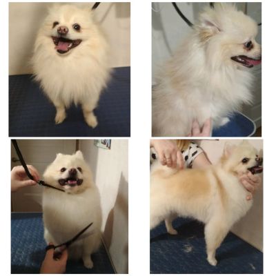 Груминг немецкого шпица