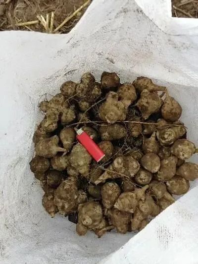 Выращивают сельско-хозяйственные, закрытый открытый грунт