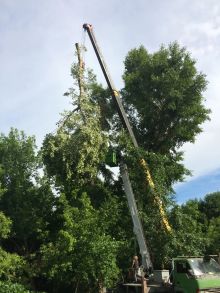 Удаление аварийного дерева (тополь) высотой 45 метров с помощью автовышки и автокрана в Парке Горького - июль 2017 год