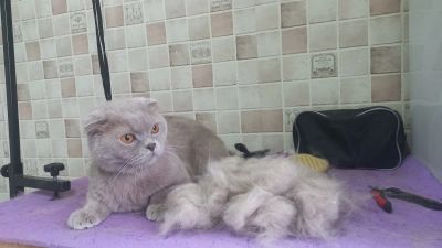 Экспресс линька для котика