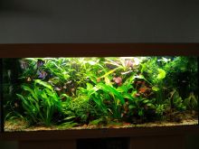 Растительный аквариум, Juwel Rio-240
