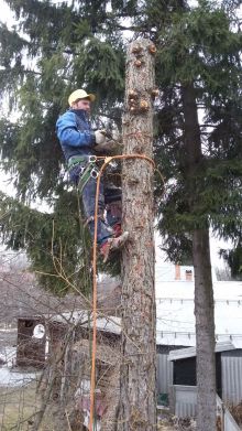 Удаление деревьев, Высотные работы, Могучев А.А.