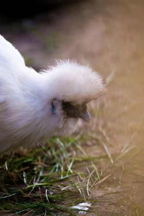 репортажа съемка в зоопарке