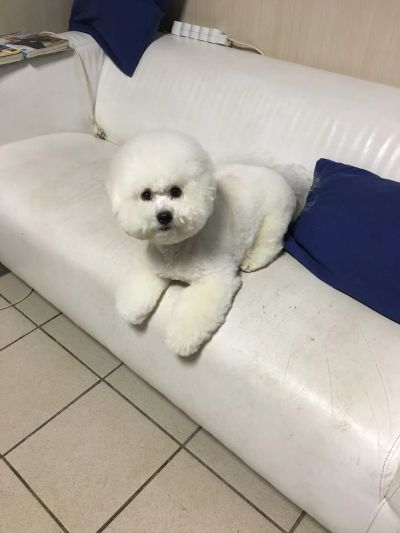 Стрижка собак и кошек