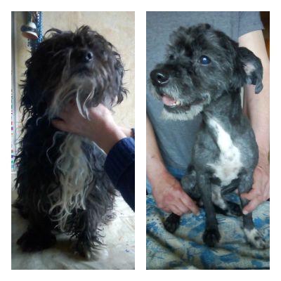 стрижка метиса