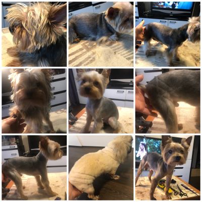 Комплексный уход за вашим любимым питомцем