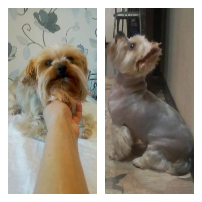 стрижка йорика