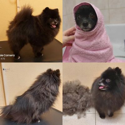 Окантовка ножницами, мытье, вычесывание колтунов, гигиена