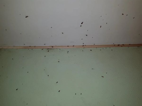 Уничтожение тараканов в жилой квартире с критическим уровнем заражения! В этом случае требуется двух этапная обработка с одновременным применением 4-х и более препаратов.