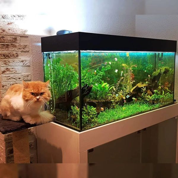 Аквариум с живыми растениями. И котом )) 200л.