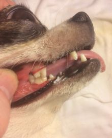 Ультразвуковая чистка зубов у собаки