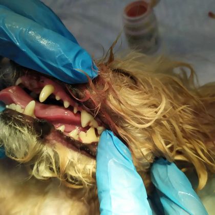 ротовая полость собаки после ультразвуковой чистки зубов