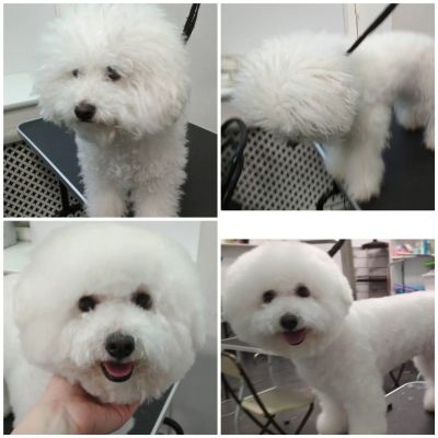 Груминг бишона фризе