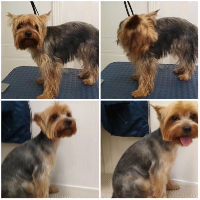 Груминг йорка с выездом к клиенту