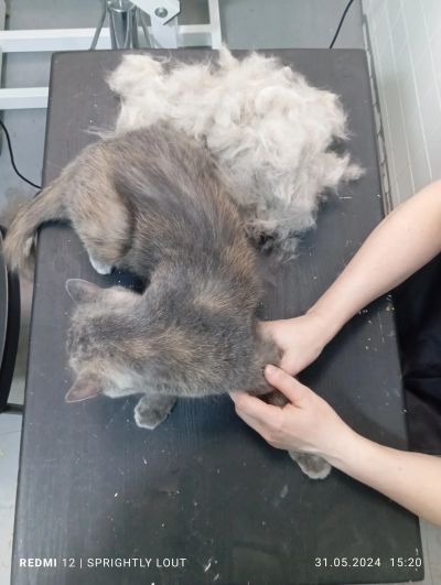 Вычес кошки, восстановление шерсти после стрижки